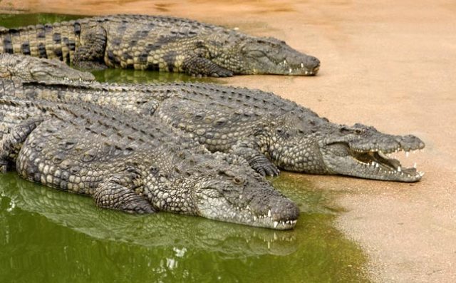 Crocodiles