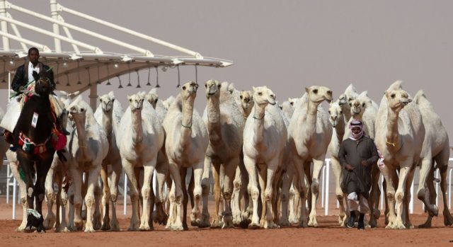 Judges Disqualify 12 Camels from a Saudi Arabia Beauty Pageant for Using Botox