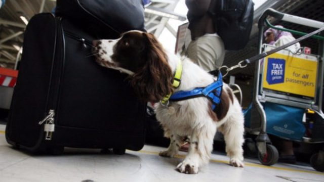 Kenya Acquires Narcotics Sniffer Dogs for JKIA Ahead of Nonstop Flights to the US