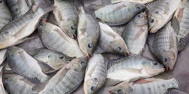 Kenyan Gov't Suspends Ban Imposed on Chinese Fish