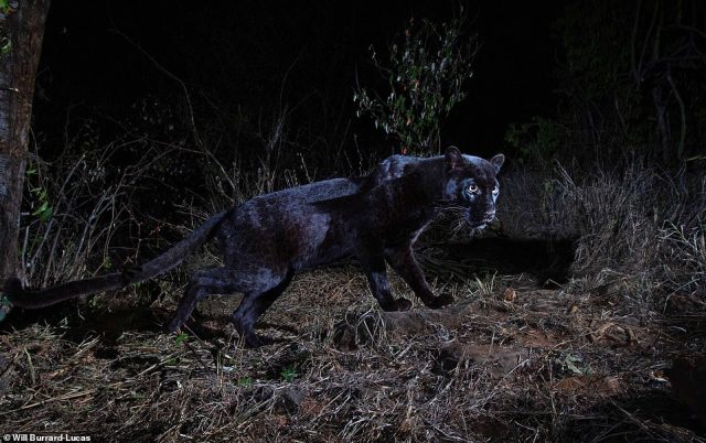 'Black Panther' Spotted in Kenya for the First Time in 100 Years