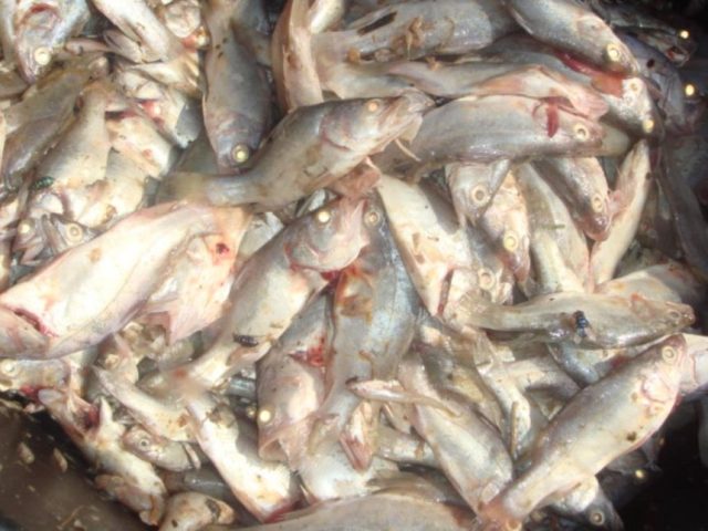 Kenya Gov't Makes U-turn, Lifts Ban on Imported Chinese Fish