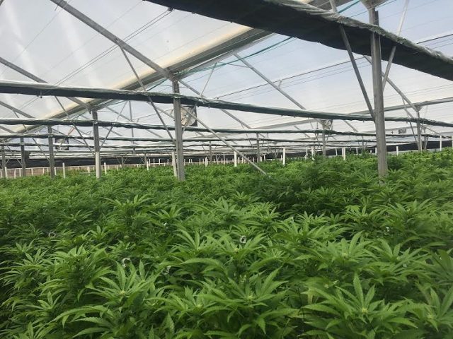 US Firm Says it Has Obtained Permit to Grow Marijuana on 500-Acre Farm in Kenya