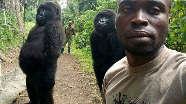 Photo of Two Gorillas Posing for a Selfie Like Humans Goes Viral Online