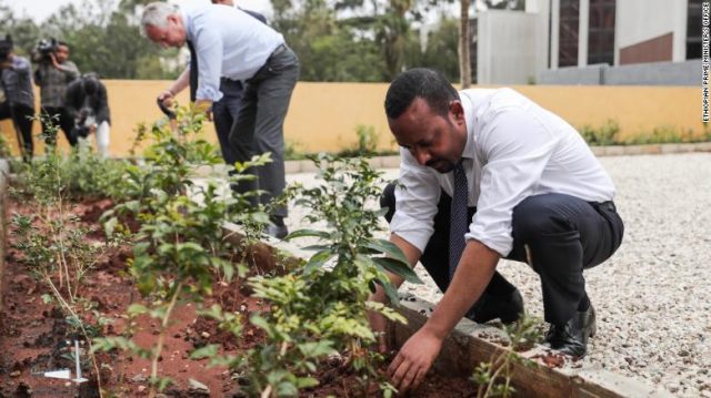 Ethiopia Plants over 300 Million Trees in 12 Hours to Break World Record