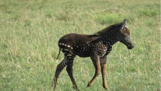 PHOTOS: Rare-Colored Zebra Foal Sighted in Kenya