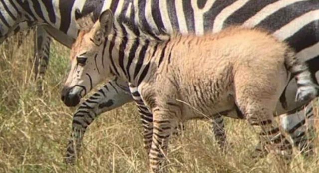 Another Rare Zebra Sighted in the Maasai Mara