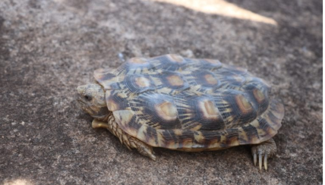  Critically Endangered Pancake Tortoise Discovered in Northern Kenya