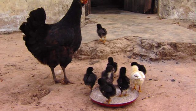 Bizarre: Chicken Startles 6-Month-Old Baby to Death in Kenya