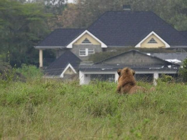 Panic as Stray Lion Mauls Man Outside Nairobi National Park