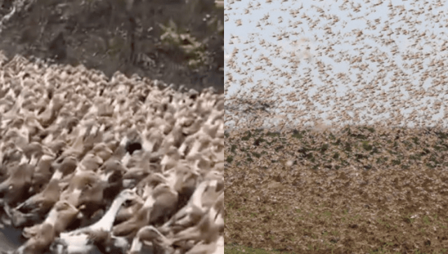 Lesson for Kenya? China Dispatches 100,000 Ducks Ahead of Impending Locust Invasion