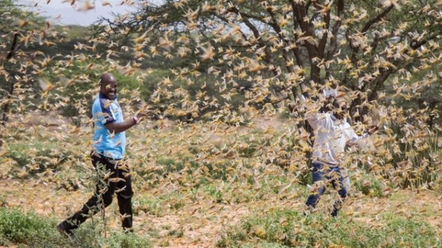 Kenya to Receive Funding from the US to Fight Locust Menace