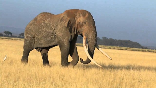 Tim, Africa's Largest Elephant,  Dies in Kenya at Age 50