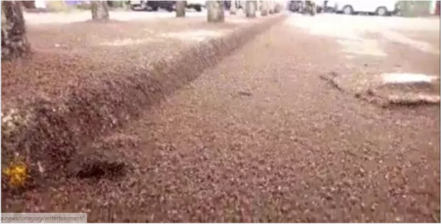 Residents Flee to Safety as Swarms of 'Nairobi Fly' Invade Kenyan Town [VIDEO]