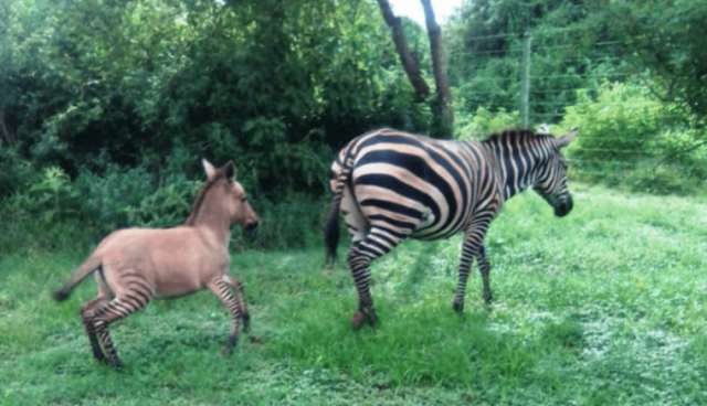 Zebra Gives Birth to a Zonkey in Kenya After Mating with Donkey