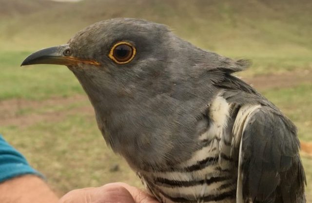 Migratory Bird Flies over 5,000Kms from Kenya to China in 5 Days