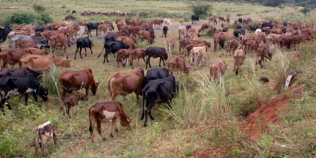 Teenager Thwarts 74-Year-Old Father's Marriage to Fourth Wife as He Flees with 17 Cows Meant for Dowry