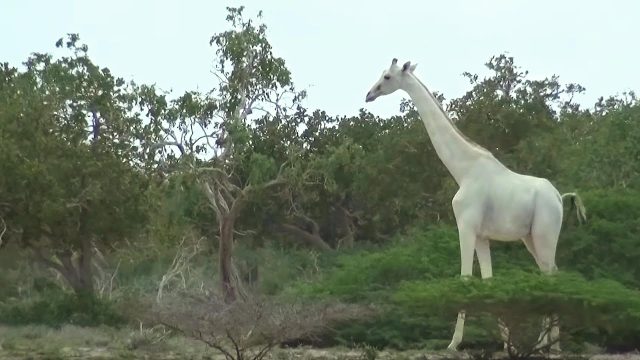 World’s Only White Giraffe Fitted with GPS Tracker in Kenya 