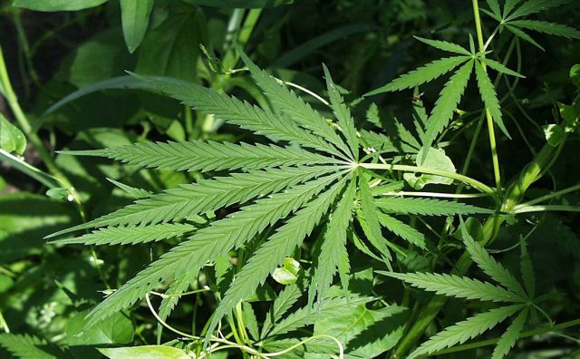 Gov't Says Marijuana Still Illegal in Kenya Despite Delisting from World's Most Dangerous Drugs List