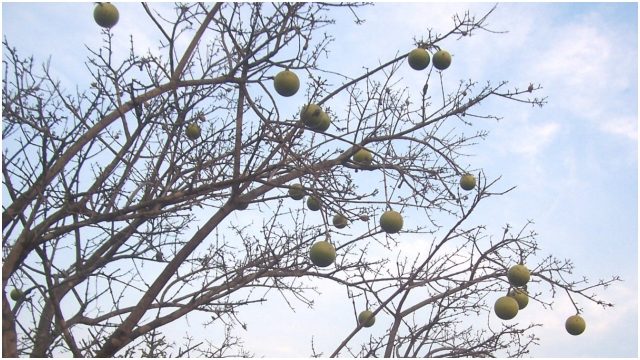 25 Members of the Same Family Die After Eating Wild Fruits and Plants 