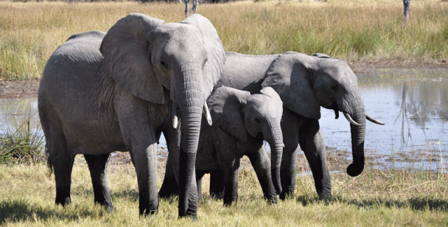 Zimbabwe to Start Selling Rights to Shoot over 500 Endangered Elephants 