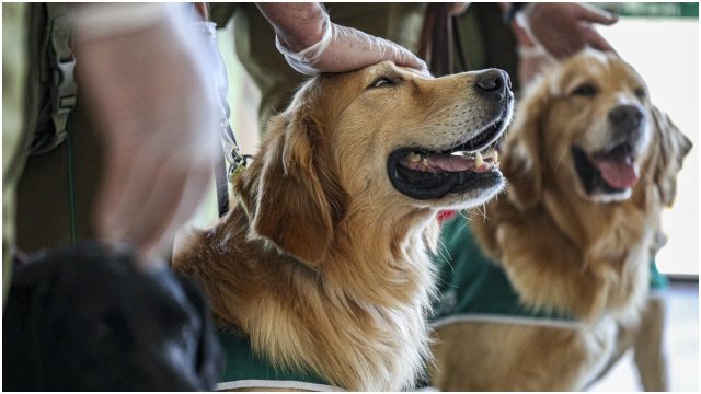 US Centers for Disease Control and Prevention (CDC) Bans Import of Dogs from Kenya 