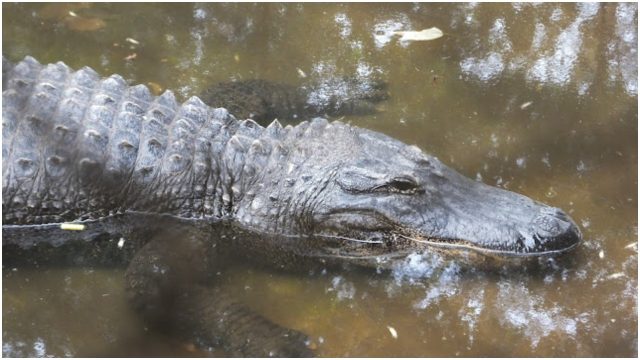 Kenya on the Brink of Losing its Only Alligator