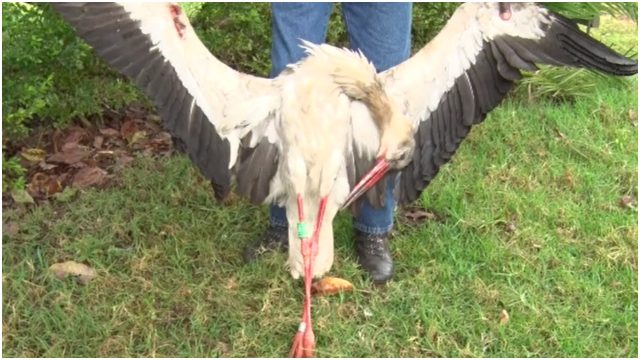 Migratory Bird Electrocuted in Kenya After Flying over 7,000km from Poland 