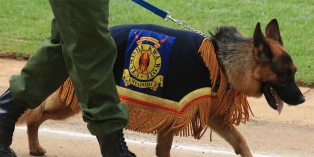 Search Begins as Trained Police Dog Goes Missing at Isiolo International Airport 