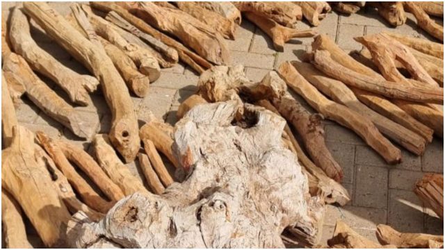 Five Kenyans Arrested Smuggling 1,500 Kilograms of Endangered Sandalwood Worth Sh6 Million