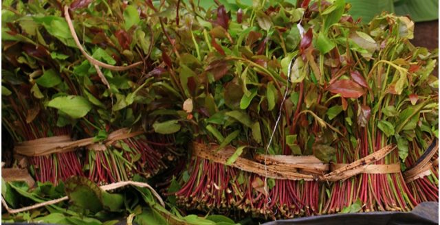 Kenya Exports Miraa Worth Sh220 Million to Somalia in Four Days