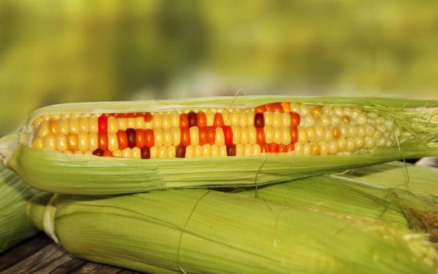 Gov't Set to Appeal High Court Ruling on GMO Crops Ban