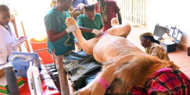 Three-Year-Old Lion Undergoes Vasectomy in Nairobi