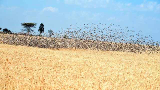 Gov’t to Kill 5.8 Million Quelea Birds After Kisumu Invasion