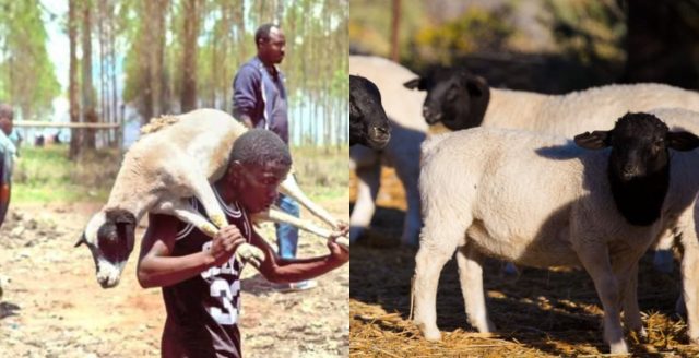 101 Sheep Stolen from Kenyatta Family’s Northlands Farm Recovered 