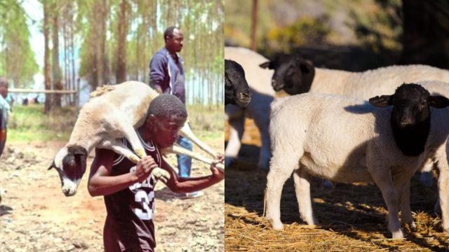 18 Dorper Sheep Stolen from Kenyatta Family’s Northlands Farm Secretly Returned 