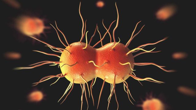 Alarm as Kenya Scientists Discover New Strains of Gonorrhea and Chlamydia