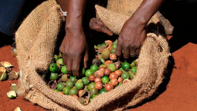 Kenyan Authorities Deport Eight Cartels for Exploiting Macadamia Farmers 