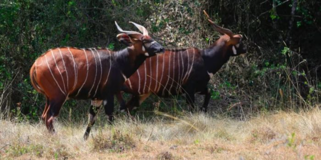 Meru To Import Endangered Rhinos and Bongos From the US