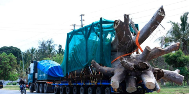 Two Kenyan Stowaways Arrested Hiding in Ship Transporting Baobabs to Georgia