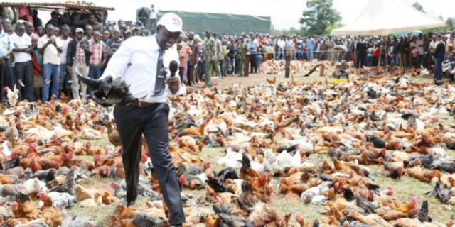 Kenya Poultry Farmers to Pay Sh500k Fine or Risk Jail Term Under New Regulations