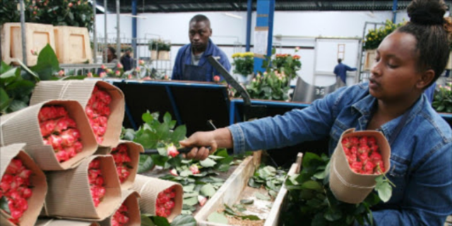 UK Suspends Tariffs on Kenyan Cut Flowers