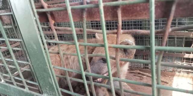 KWS Swiftly Captures Stray Hyena in Embakasi