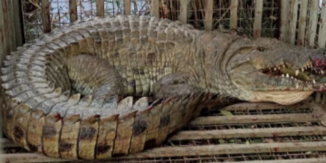 KWS Captures Massive 13-Foot Crocodile in Makueni Operation