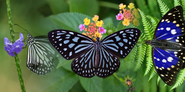 Italian Father-Son Duo Fined $200,000 for Insect Smuggling in Sri Lanka