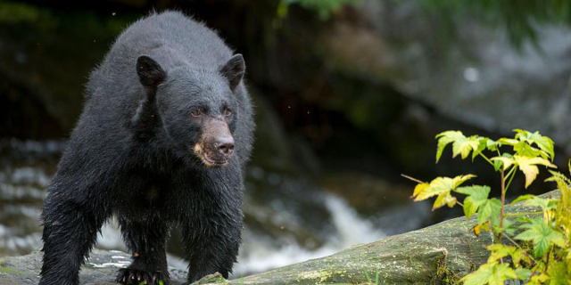 12-Year-Old Kills Bear, Saves Dad in Wisconsin Attack