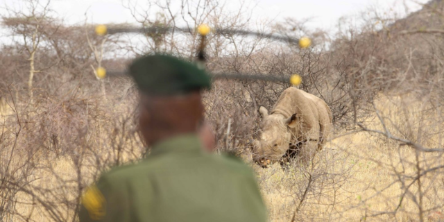 Kenya Celebrates Tourism Week with Free National Park Access