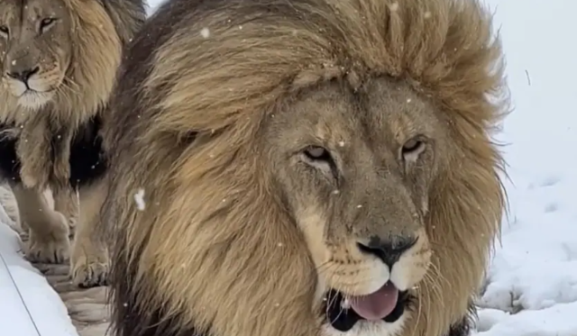 South African Lions, lionesses Enjoy Unexpected Snowfall 