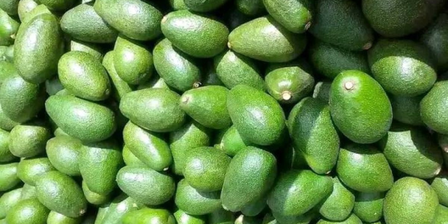 Kenyan Exporters on Notice as Government Sets Strict Rules for Avocado and Mango Trade