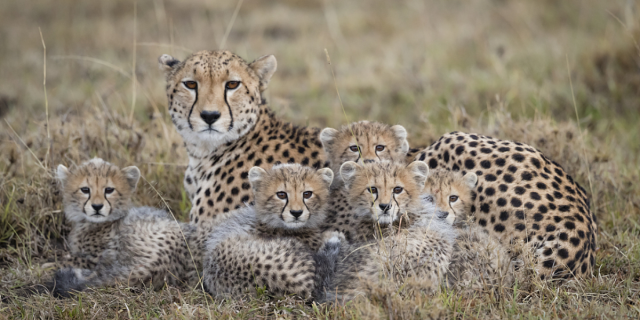 How Luxury Pet Trade Pushes Kenyan Cheetahs Toward Extinction